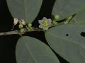 Deccan Gooseberry
